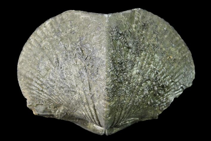 Pyrite Replaced Brachiopod (Paraspirifer) Fossil - Ohio #135568